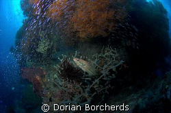 Life at Albatros Passage by Dorian Borcherds 